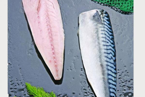 Frozen Atlantic Mackerel Fillets 