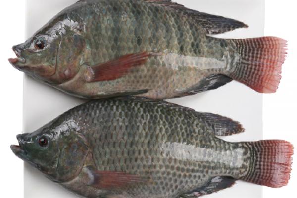 Frozen Tilapia Whole