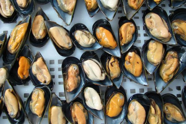 Half shell mussel